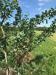 IMG_1974