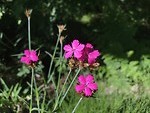 IMG_2851