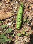 IMG_3420