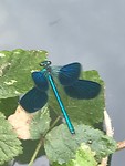IMG_3594