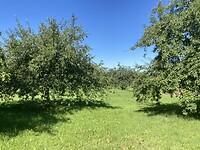 Appelbomen
