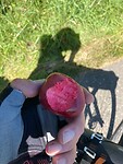 Rode appels