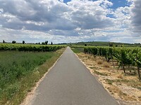 Druiventeelt