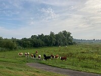 Roodbont