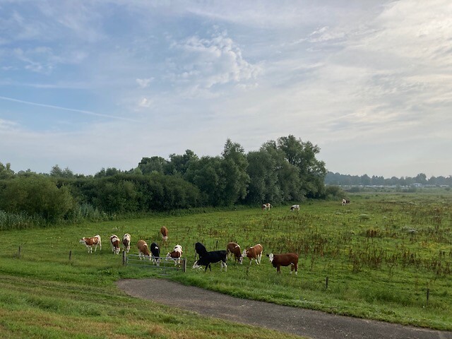 Roodbont