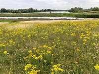 Biesbosch