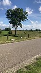 schapen