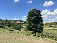 IMG_4246