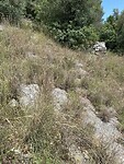 IMG_4311