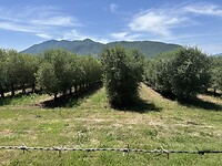 Olijfbomen
