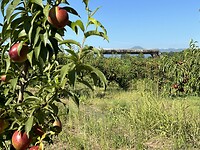 Nectarine