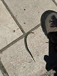 IMG_4582