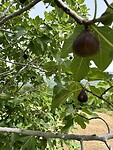 IMG_4633