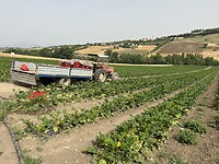 IMG_4706