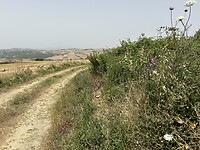 IMG_4729