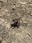 IMG_4752