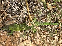 IMG_4839