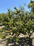 IMG_4967
