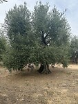 IMG_5012
