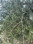 IMG_5011