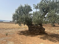 IMG_5381