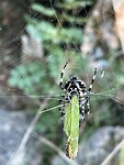 IMG_5766