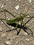 IMG_5877