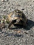 IMG_5964