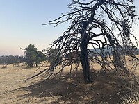 IMG_6435