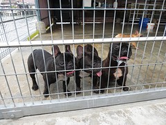 IMG_4038