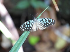 IMG_4294