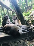 In het Monkey Forrest in Ubud