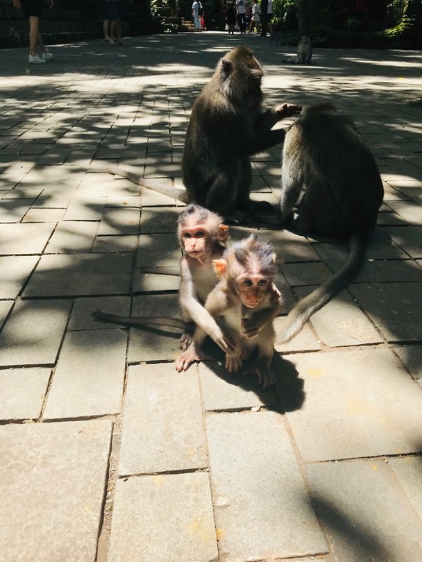 In het Monkey Forrest in Ubud