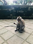 In het Monkey Forrest in Ubud