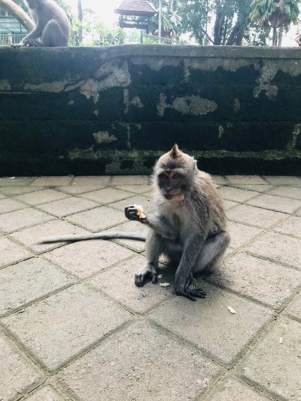 In het Monkey Forrest in Ubud