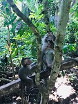 In het Monkey Forrest in Ubud