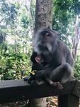 In het Monkey Forrest in Ubud