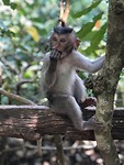 In het Monkey Forrest in Ubud