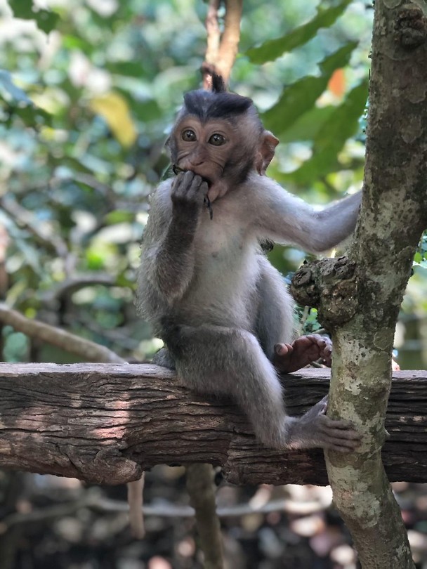 In het Monkey Forrest in Ubud