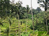 De 'Rice Terraces' van Tegalalang