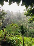 De 'Rice Terraces' van Tegalalang