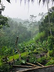 De 'Rice Terraces' van Tegalalang