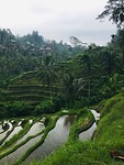 De 'Rice Terraces' van Tegalalang