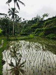De 'Rice Terraces' van Tegalalang