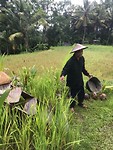 De 'Rice Terraces' van Tegalalang