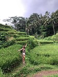 De 'Rice Terraces' van Tegalalang