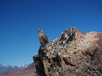 P2034397
