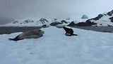 Antarctica (seals1)