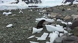 Antarctica (seals 2)