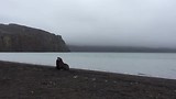 Antarctica (seals 3)